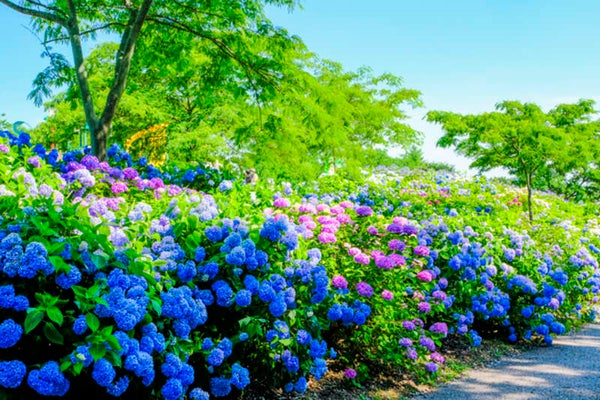 【神奈川県内・町田発】 群馬『さくらんぼ狩り』園内食べ放題 約16,000株の紫陽花『荻窪公園あじさいの丘』&地元市場でふるまい2